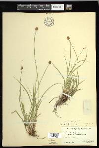 Carex pachystachya image