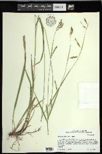 Carex oxylepis image