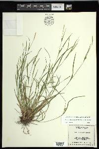 Carex oligocarpa image