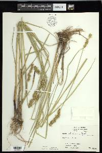 Carex oklahomensis image