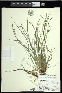 Carex oligocarpa image