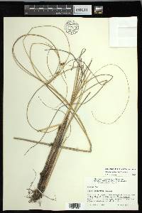 Carex oligosperma image