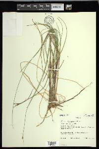 Carex oligosperma image