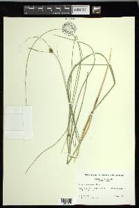 Carex oligosperma image