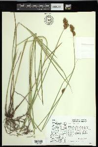 Carex leporina image