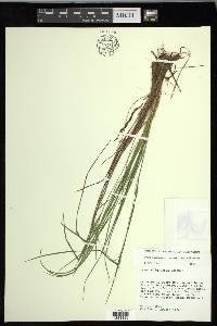 Carex oligocarpa image