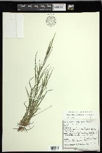 Carex oligocarpa image