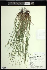 Carex oligocarpa image