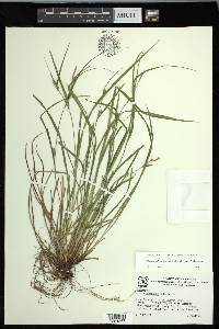 Carex oligocarpa image