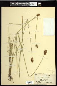 Carex ovalis image