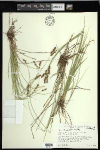 Carex occidentalis image