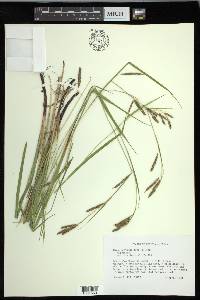 Carex oxylepis image