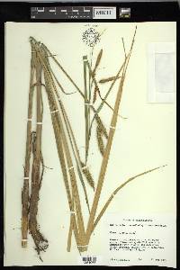 Carex paleacea image