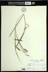 Carex paleacea image