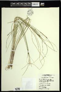 Carex oligosperma image