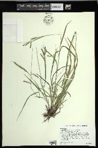 Carex oxylepis image