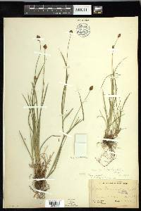 Carex pachystachya image