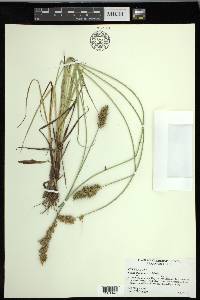 Carex oklahomensis image