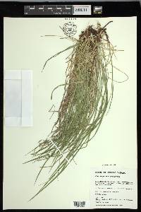 Carex oligocarpa image