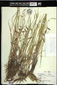 Carex paleacea image