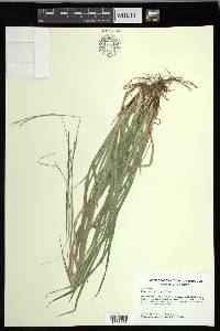 Carex oxylepis var. oxylepis image