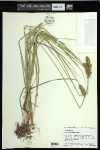 Carex oklahomensis image