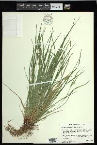 Carex oligocarpa image