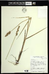 Carex oklahomensis image