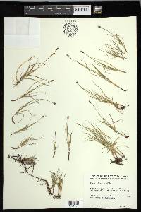 Carex obtusata image