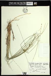 Carex oligosperma image