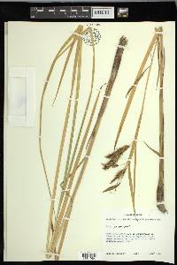 Carex paleacea image