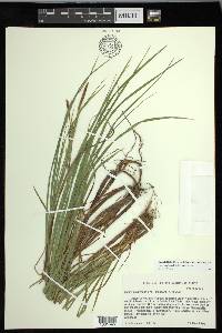 Carex ouachitana image