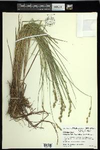 Carex ozarkana image