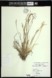 Carex ormostachya image