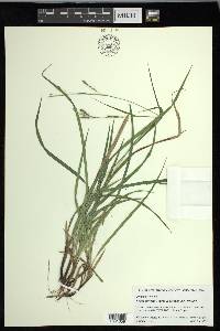 Carex oxylepis var. oxylepis image