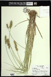 Carex oklahomensis image