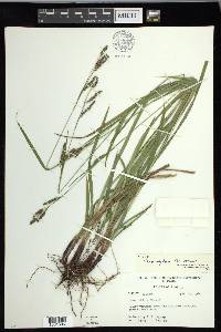 Carex oxylepis var. oxylepis image