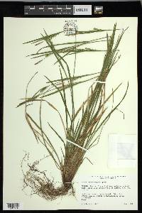 Carex ormostachya image