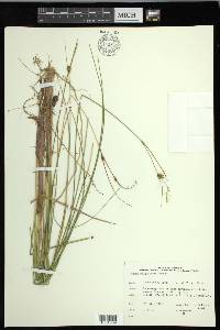 Carex oligosperma image