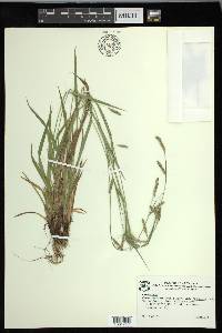 Carex oxylepis image