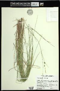 Carex oligosperma image