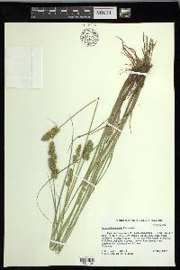 Carex oklahomensis image