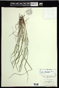 Carex oligocarpa image