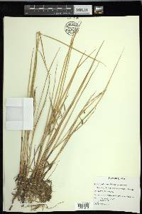 Carex paleacea image