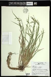 Carex oxylepis var. pubescens image