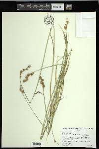 Carex ozarkana image