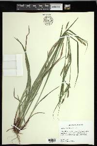 Carex oxylepis image