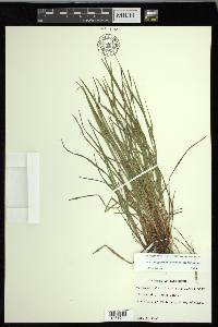 Carex oligocarpa image