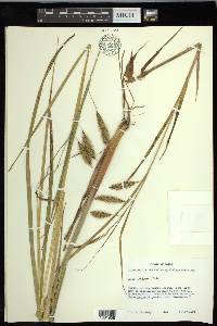 Carex paleacea image