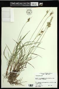 Carex pallescens image